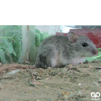 گونه موش هیمالیایی Himalayan Rat